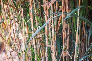 sockerrör växt gård på plantage jordbruk asiatiska - sockerrör fält foto
