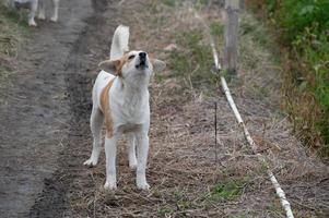 en vit hund på fältet foto