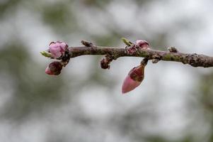 ett persikoträd har persikoblommor på sina grenar mot en grön bakgrund foto