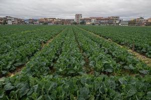 gården är ett grönt grönsaksland som producerats av industrialiseringen, med prydliga rader av grönsaker foto