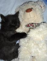 kattungen sover bredvid nallen. söt svart fluffig kattunge foto