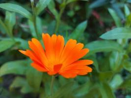 calendula blommar i trädgården bland det gröna gräset, orange blomma. sommar, park, ljus. kort affisch foto