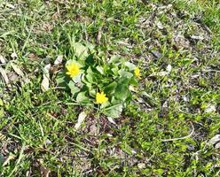 gula blommor gräs på våren blommande äng foto