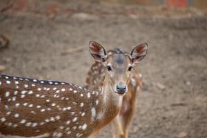 chitalaxeln, även känd som spotted deer, chital deer och axis deer foto