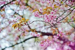 grenar av körsbärsträdblommor foto