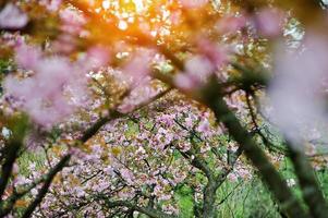 grenar av körsbärsträdblommor foto