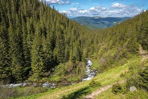 naturskön utsikt över vattnet som rinner genom skog täckt med barrträd foto