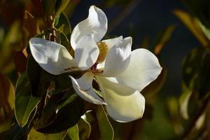 magnolia grandiflora. blad och blommor av magnolia grandiflora. foto