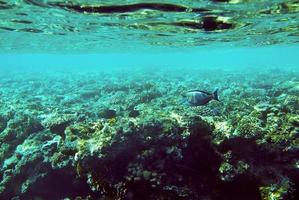 korallrev under vattnet i Röda havet Egypten foto