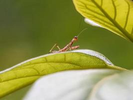 makro mantis på toppen av bladen foto