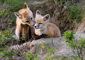fox kits kanada foto