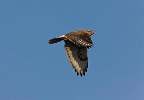 röd tailed hawk under flygning foto