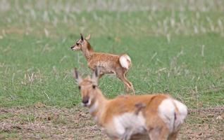 pronghorn antilop och ung fawn foto