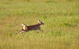 ung fawn springer i ett fält foto