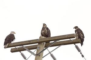 Bald Eagle brittisk columbia foto