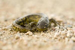 närbild tiger salamander foto