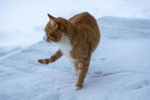 katt på vintern. röd katt går i snön. foto