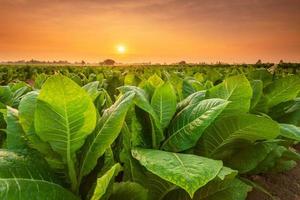 utsikt över tobaksplantan i fältet i Sukhothai-provinsen, norra Thailand foto