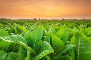 utsikt över tobaksplantan i fältet i Sukhothai-provinsen, norra Thailand foto