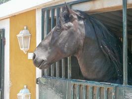 häst aka equus ferus caballus underart av equus ferus foto