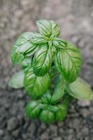 färska gröna blad av aromatisk basilikaört som växer i ekologisk trädgård. foto