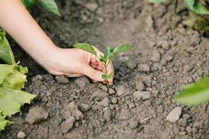 arbetar i den ekologiska grönsaksträdgården, tar hand om unga plantor och transplanterar unga plantor i trädgårdsjorden. foto