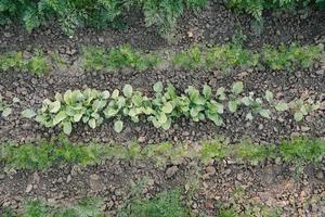 gröna löv på trädgårdsbäddar i grönsaksfältet. trädgårdsarbete bakgrund med grön sallad växter i den öppna marken, ovanifrån foto