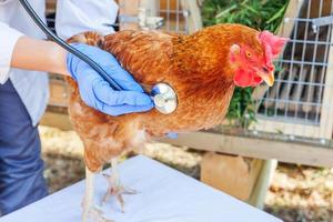 veterinär med stetoskop som håller och undersöker kyckling på ranchbakgrund. höna i veterinärhänder för kontroll på naturlig ekogård. djurvård och ekologiskt jordbruk koncept. foto