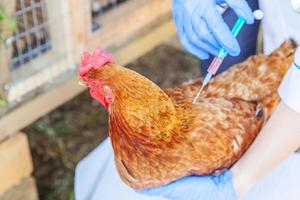 veterinär kvinna med spruta hålla och injicera kyckling på ranch bakgrund. höna i veterinärhänder för vaccination i naturlig ekogård. djurvård och ekologiskt jordbruk koncept. foto