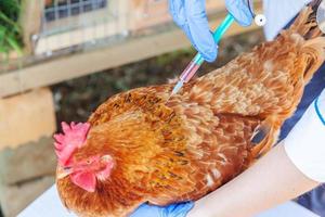 veterinär kvinna med spruta hålla och injicera kyckling på ranch bakgrund. höna i veterinärhänder för vaccination i naturlig ekogård. djurvård och ekologiskt jordbruk koncept. foto