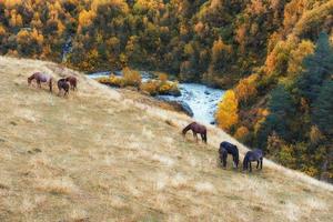 fantastiskt gyllene höstlandskap mellan klippiga berg och bullriga floden i Georgien. betande hästar. Europa foto