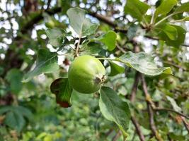 äpplen växer på en gren i trädgården. fruktodling, trädgårdsodling, växt, sommar. foto