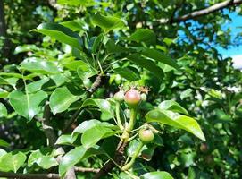 päron växer på en gren i trädgården. små omogna frukter i mognadsprocessen. foto