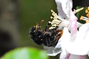 humla med pollen foto