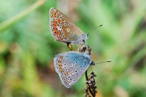 två blå fjärilar på sommaren foto
