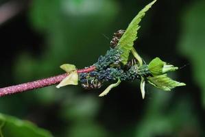 myror och bladlöss foto