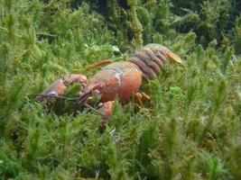 stora röda kräftor i sjögräset på sommaren foto