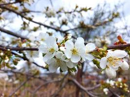 körsbärsblommor blommar på trädet på våren. trädgårdsarbete, natur. foto