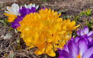 gula, vita och lila krokusar blommar i trädgården. tidiga vårblommor. soligt väder. foto