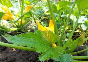 gul zucchini blomma blommar i trädgården. växter sommar. odla grönsaker. foto