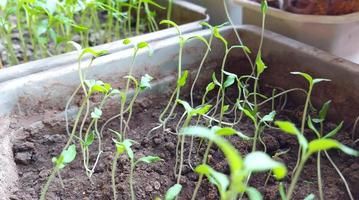 tomatplantor växer i en behållare. Hem. trädgårdsarbete. foto