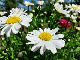 prästkragar blommar på sommaren i trädgården. vackra blommor. foto