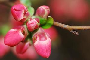 vacker röd blomma foto