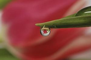 röd tulpan reflekteras i en droppe vatten som hänger på en tulpan foto