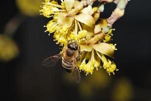 bi på blomma cornus foto