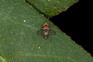 vuxen liten fruktfluga foto