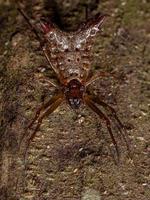 liten orbweaver spindel foto