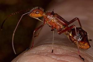 bredhövdad insektsnymf foto