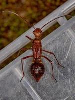 bredhövdad insektsnymf foto