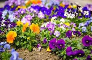 vackra flerfärgade penséblommor eller penséer växt med levande ansikten foto